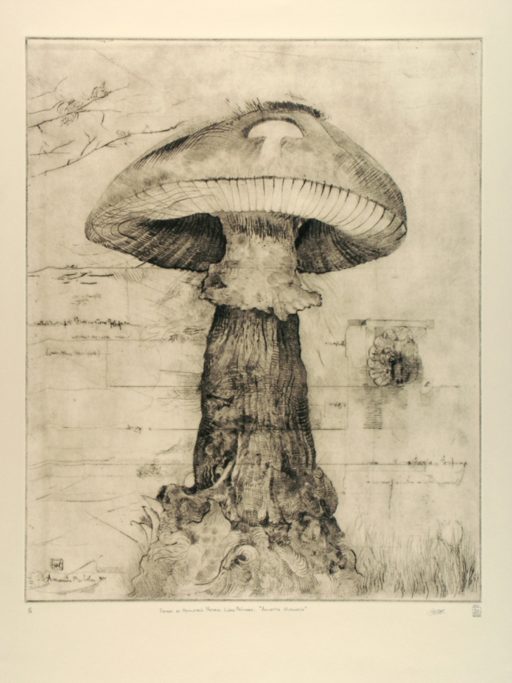 Tratado de Geometría Natural Amanita Muscaria-II