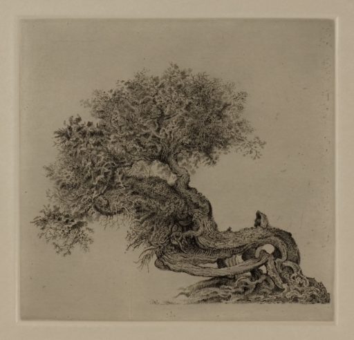 Bonsai Dragón