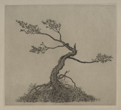 Bonsai Lonícera nítida