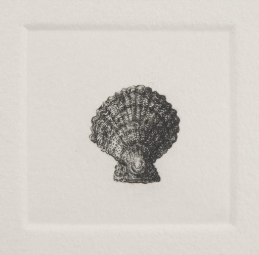 Molusco microscópico