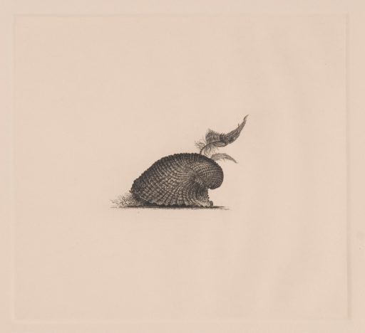 Pequeño molusco
